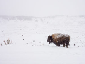 Bison of Montana